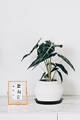 Kunjocy Pack of 5 Black Plant Pot Saucers - Image 4