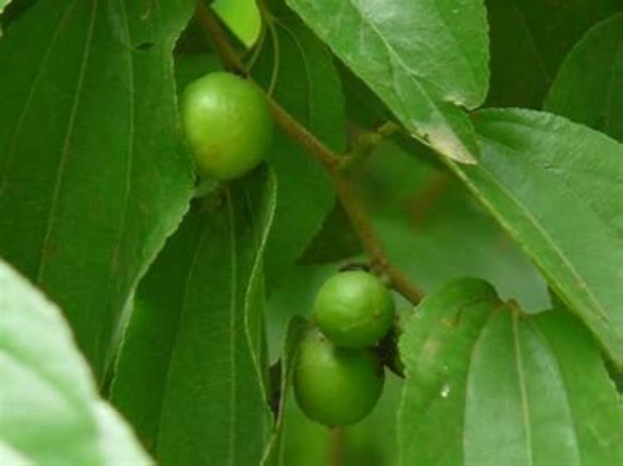 BER Leaves Natural Plum Leaf Desi Ber, 111 Leaves Set