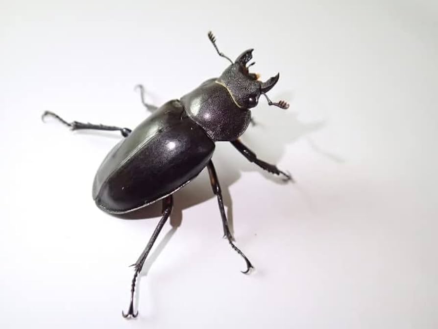 ナカジ、ミクラミヤマクワガタ １♂（御蔵島産：規制前野外採集品） ミクラミヤマクワガタ（御蔵島里産）ペアリング ブリード | Johnny's