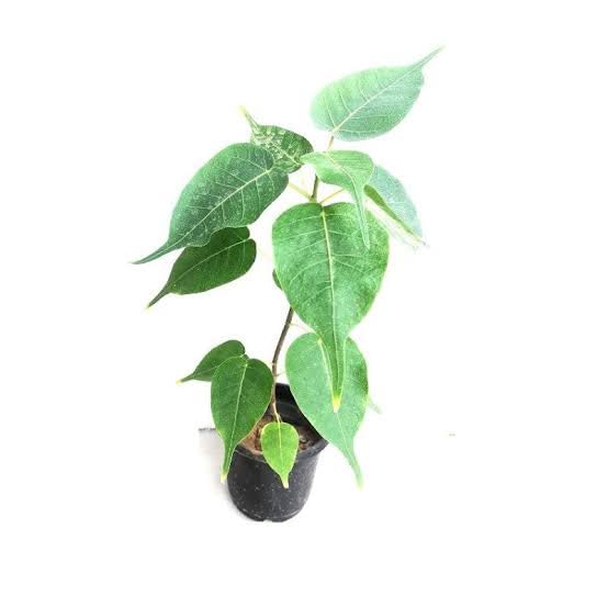 Baisakhi Nursery Peepal Plant (Ashwath Tree) with Grow Bag, Live Indoor Plant