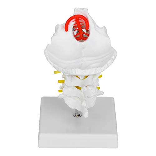 Colonne vertébrale modèle anatomique Yinhing squelette éducation vertèbres cervicales - 3