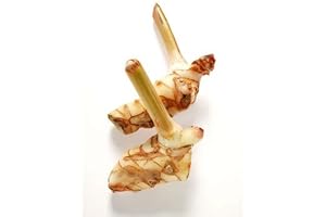 High-Quality Galangal Plant: A Culinary Essential