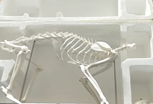 Modèle squelette chat anatomie AMITD avec dents et support didactique - 8