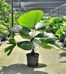 ADMIRE Palm Live Indoor Livistona Chinensis Chinese Fan Plant Tree Air Purifying with Pot (Palm Varieties Plant, China Palm) (B0DDJ9QGRN) Amazon Price History, Amazon Price Tracker