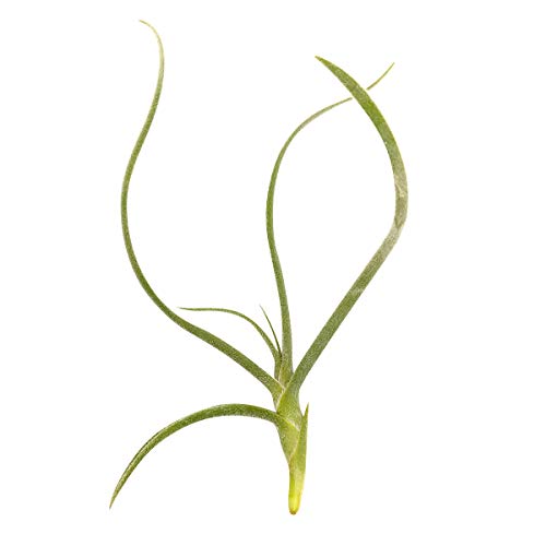 The Best Plants that Grow On Trees The Ultimate Guide