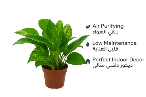 نبات المال الطازج - نبات داخلي حي للمكتب المنزلي، نبات فينغ شوي لاكي للثروة والازدهار والطاقة الإيجابية، عناية سهلة، صيانة منخفضة