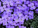 Generic Fresh 100 pcs Aubrieta Cultorum Flower Seeds for Planting Blue