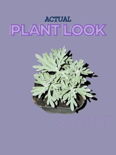 Image of live plants (LAVANDER LIVE)