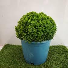 Air purifier plants for home,home plants for air purifier,Kamini plant (Pack of 1) (B0CPWKGLLZ) Amazon Price History, Amazon Price Tracker