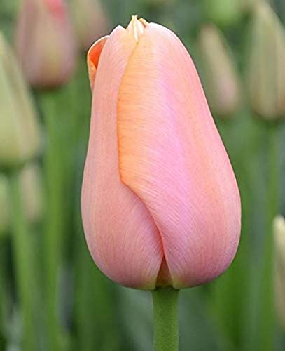 5Pcs Tulip Bulbi Giardino Perenne Spettacolare Fioritura Della Decorazione Di Facile Coltivazione
