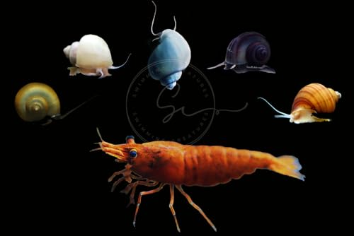 Swimming Creatures&trade; 10 Sunkist Orange Premium High-Grade Neocaridina Shrimp with 3 Mystery Snail...