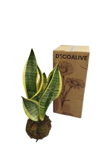 Planta Natural en Kokedama – Lengua de Suegra – Sansevieria Laurentii – DECOALIVE