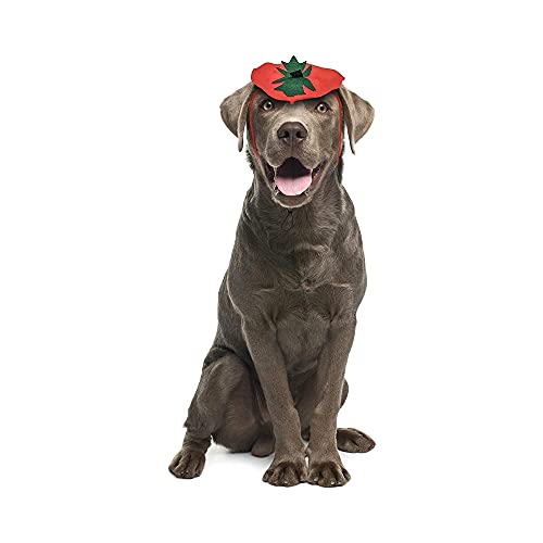 Disfraz bandana calabaza para perro Midlee Halloween miniatura 4