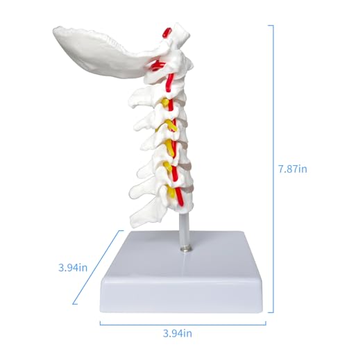 Image of SFXYJ Cervical Spine Model - Life Size Vertebral Spine with Vertebrae, Nerves, and Occipital Plate for Science Classroom Study, Display, Teaching, Medical Model