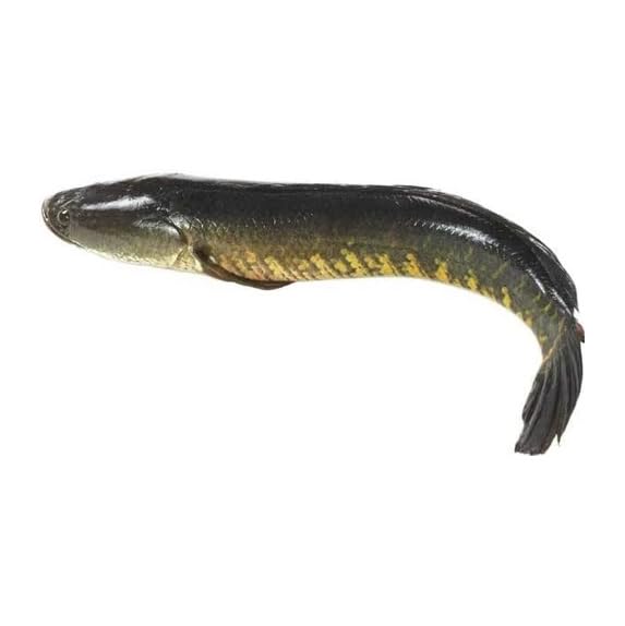 Murrel/Korameenu Whole Fish