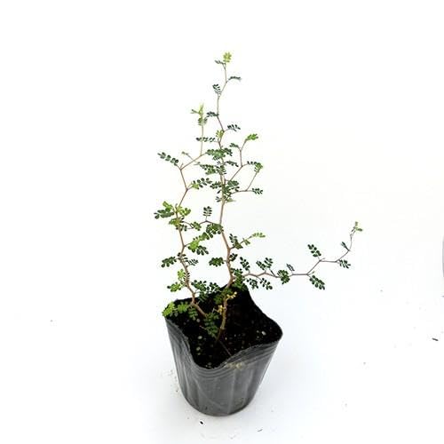 ＊彦星さま＊ソフォラリトルベイビー&ホスタ苗　常緑樹　観葉植物