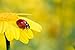 Jigsaw Puzzle| Coccinella cade su giallo fiore Jigsaw | 300 pezzi di puzzle