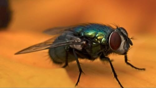 77mm 10x High Grade 2 Element Close-Up (Macro) Lens for Canon EF 100-400mm f/4.5-5.6L is II USM Lens