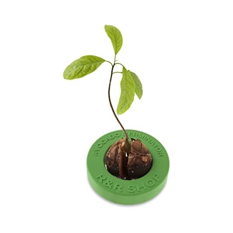 R&R SHOP Avocado Germinator - Floating Pot for Avocado Germination, Seed Growth Kit, 100% Corn Plastic (Green) Cover