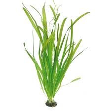 PREMIER PLANTS Amaze Aqua Live Aquatic Plants, Vallisneria