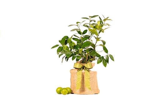 Persian Lime Housewarming Gift Tree by The Magnolia Company - Easy Care, Dwarf Fruit Tree with Juicy...