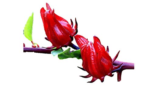 ハイビスカス 種の人気商品 通販 価格比較 価格 Com