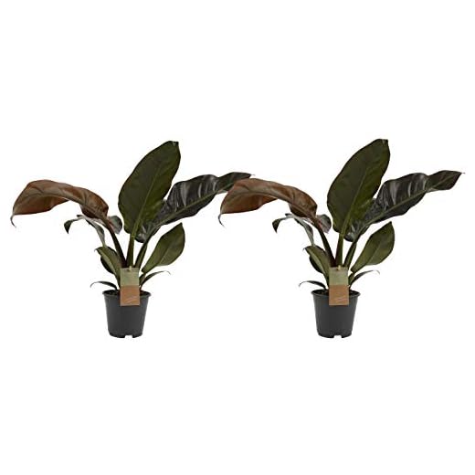 Plantas de interior – 2 × Philodendron Imperial Red – Altura: 45 cm