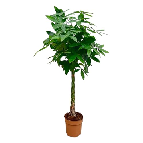 Trendyplants - Pachira Aquatica - Arbre à argent - Plante d'intérieur - Hauteur 130-150 cm - Taille du pot Ø24cm