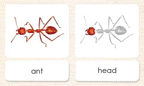 Parts of The Ant 3-Part Photo Cards