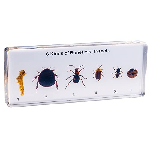 Image of Resin Insect Specimen Set, Science Toys for Kids Aged 3-12 (6 Kinds of Beneficial Insect)