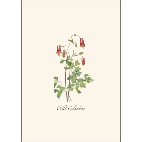 Image of Earth Sky + Water - Meadow Wildflower Assortment Notecard Set - 8 Blank Cards with Envelopes (2 each of 4 styles)