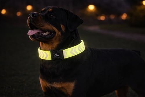 collare cane - Fergu fluo giallo XL - 55-75 cm - 40 mm - nylon regolabile - chiusura a scatto - riflettente