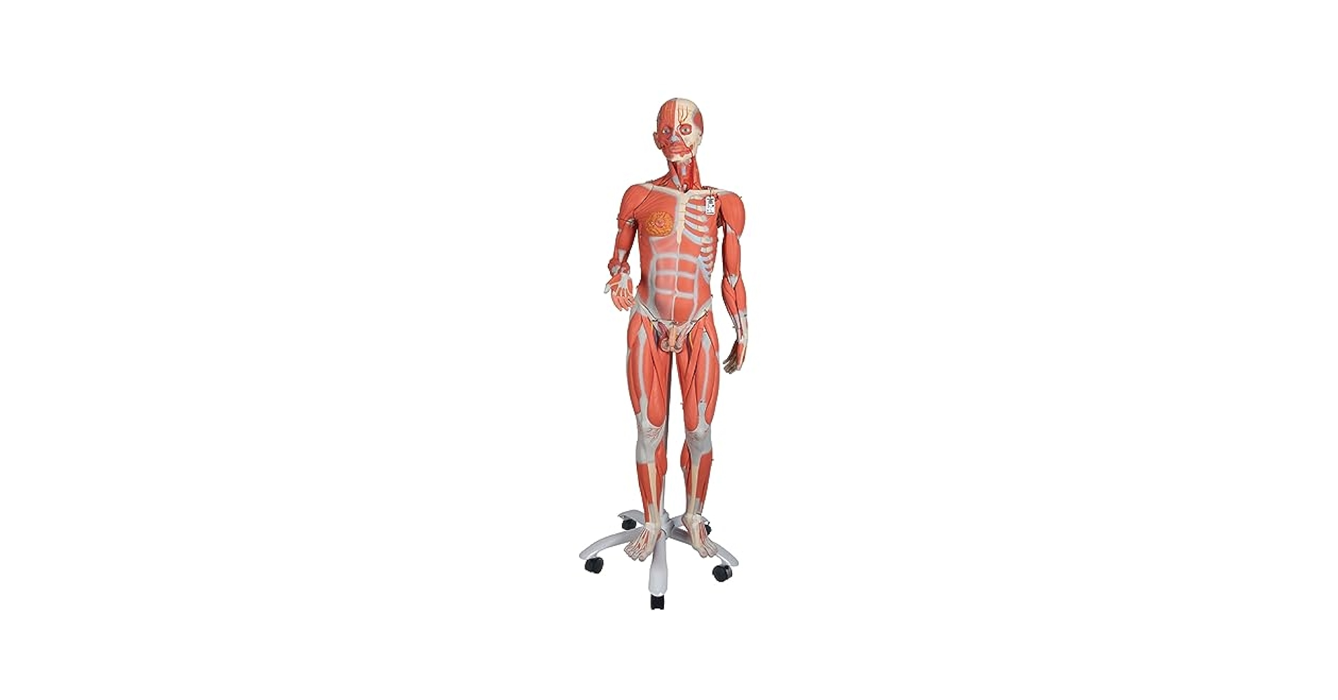 骨格分離モデル（全身） - 3B Smart Anatomy a05-1-900x900.jpg