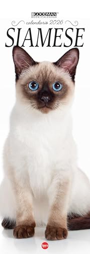  Siamese. Calendario 2026. Long