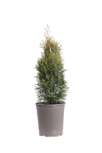 Pianta vera di Tuia o Thuja Occidentalis Smaragd conifera ornamentale da esterno in vaso da coltivare all'esterno venduta da eGarden.store (Vaso 19 cm)