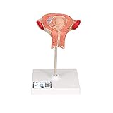 3B Scientific Menschliche Anatomie - Fetus Modell, 3. Monat + kostenlose Anatomie App - 3B Smart Anatomy