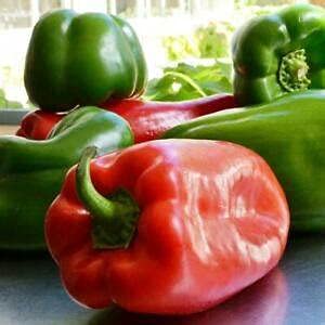 15 Bell Pepper Vegetable Seeds