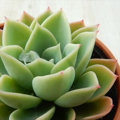 レッド系数量限定価格 パンジー アローンスター入り 可愛い子だけ55苗セット エケベリア 多肉植物 植物 観葉植物 インテリア小物レッド系 9 7 Eur Artec Fr