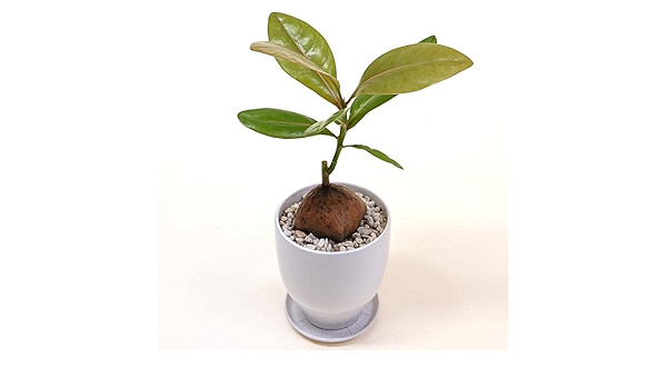 Amazon Co Jp 希少植物 バーリングトニア Barringtonia コバンノアシ サガリバナ科 バーリングトニア属 4号陶器鉢 プラ鉢皿付 Home Kitchen