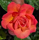 Ma Cherie Roses - Chicago Peace Rose Bush, 2 Quart...