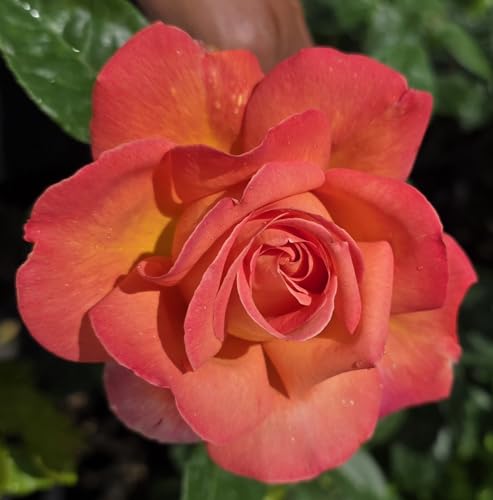 Ma Cherie Roses - Chicago Peace Rose Bush, 2 Quart Potted Ro