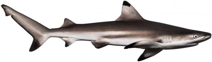 Blacktip Reef Shark Wall Decal Wallmonkeys Peel and Stick Animal Graphics (48 in W x 16 in H) WM85855