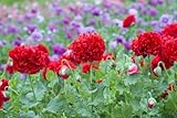 Grow Your Secret Garden