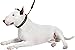 CollarDirect Hundehalsband mit Nieten, Leder, für kleine und mittelgroße Welpen, weich gepolstert, Braun/Schwarz (Braun, 28-33 cm)