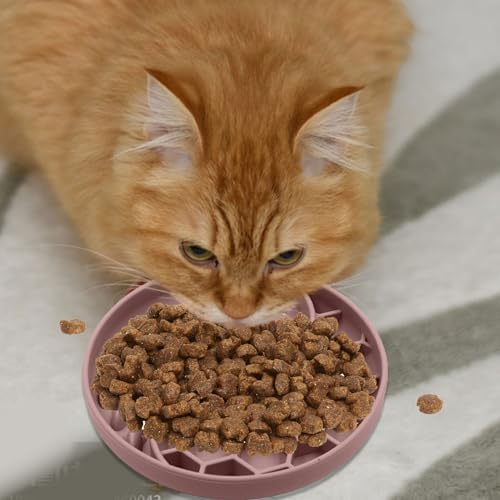 Cuencos pequeños para perros para comer lentamente en el hogar moderno 4