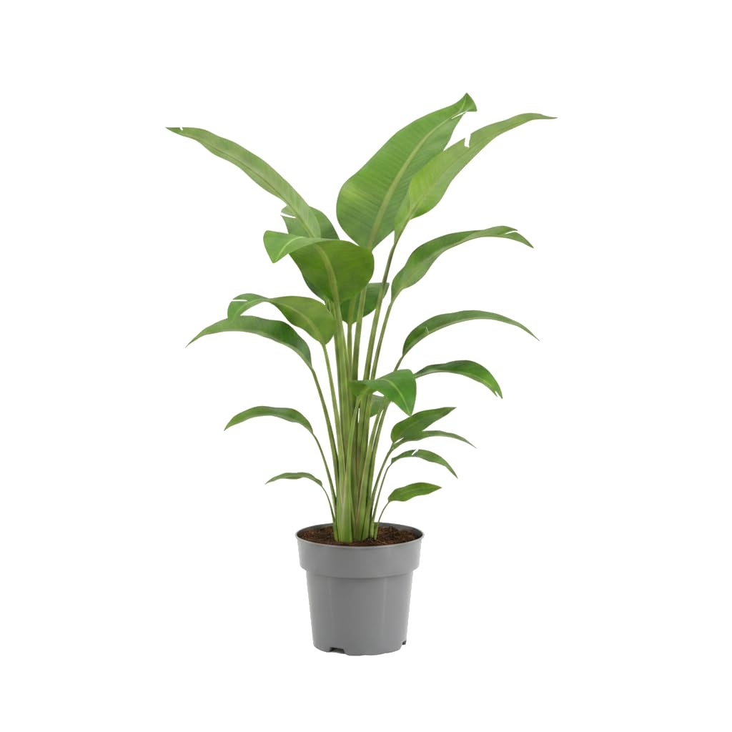 DECOALIVE Strelitzia Nicolai Strelitzia Blanca en Maceta 14 cm Altura 50-55 cm para Salones y Recibidores