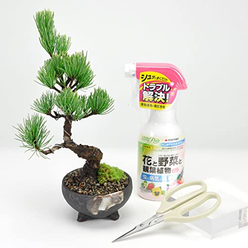 盆栽妙 四国五葉松 樹高19cm 2点道具セット付 初心者