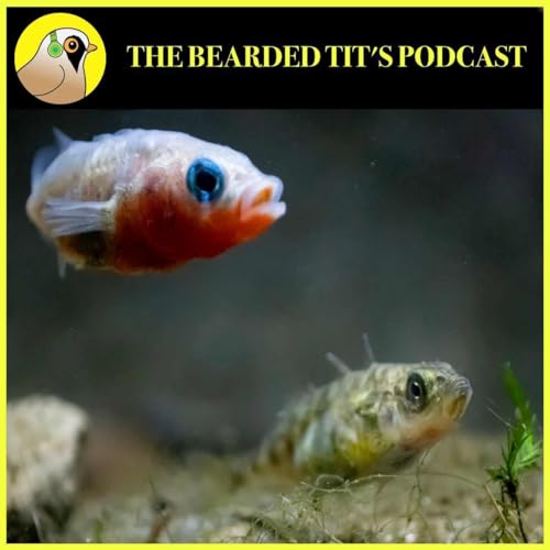 Parenting in Fish with a Little bit of Cannibalism ft Jonathan Green #176