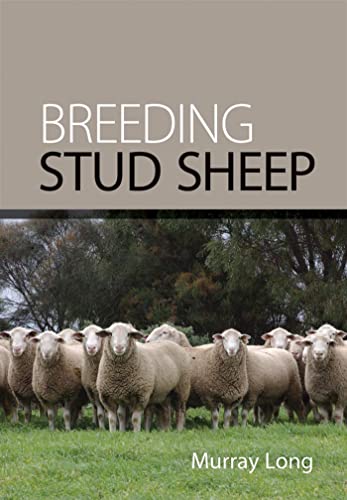 Breeding Stud Sheep view 2