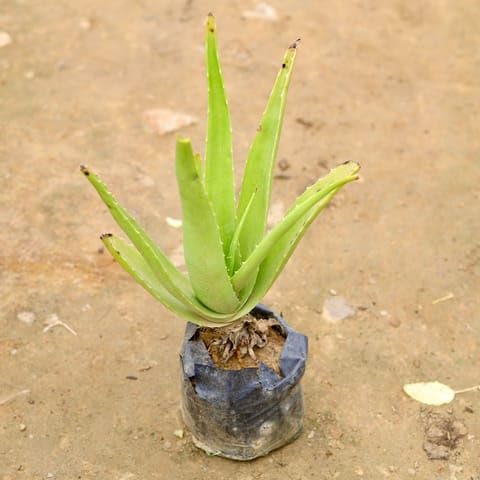 NATURE GARDEN Plants Delhi Air Purifier Aloe Vera in 4 Inch Nursery Bag | Indoor Plant, Low Maintenance, Air Purifying, Ceramic Pot Included, Tabletop Size-image-46